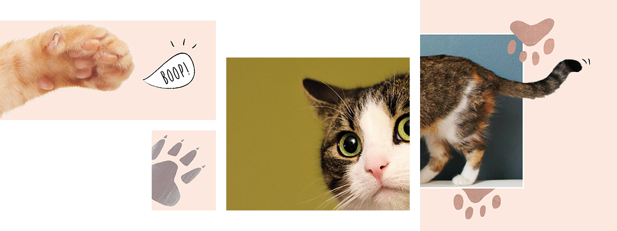 Have You Seen My Pet?