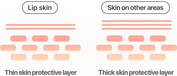 Lip skin Thin skin protective layer Skin on other areas Thick skin protective layer