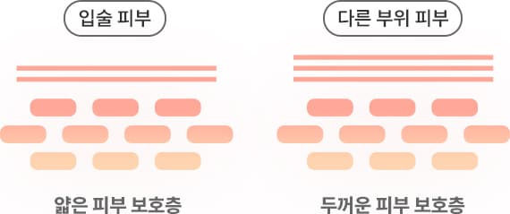 입술 피부: 얇은 피부 보호층 / 다른 부위 피부: 두꺼운 피부 보호층